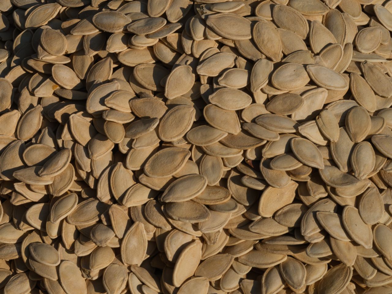 A detailed close-up of a large heap of fresh pumpkin seeds, showcasing texture and abundance.
