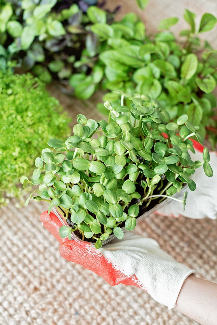 Close-up of gloved hands holding sprouting plants for gardening inspiration.