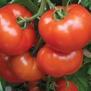 imgi 2 glory tomato 10 04 2024 16 15 52.jpg