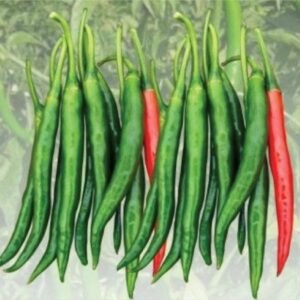imgi 2 hp 3 chilli 10 04 2024 15 51 58.jpg