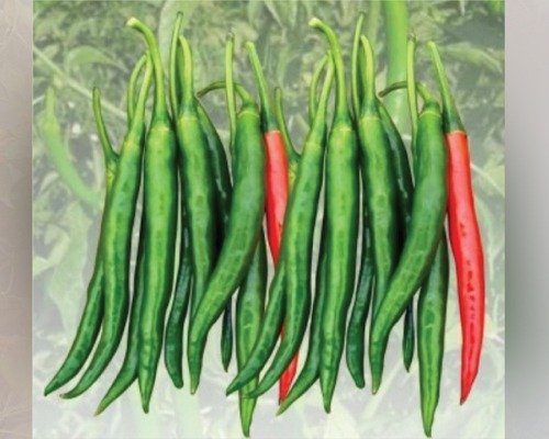 imgi 2 hp 3 chilli 10 04 2024 15 51 58.jpg imgi 2 hp 3 chilli 10 04 2024 15 51 58.jpg